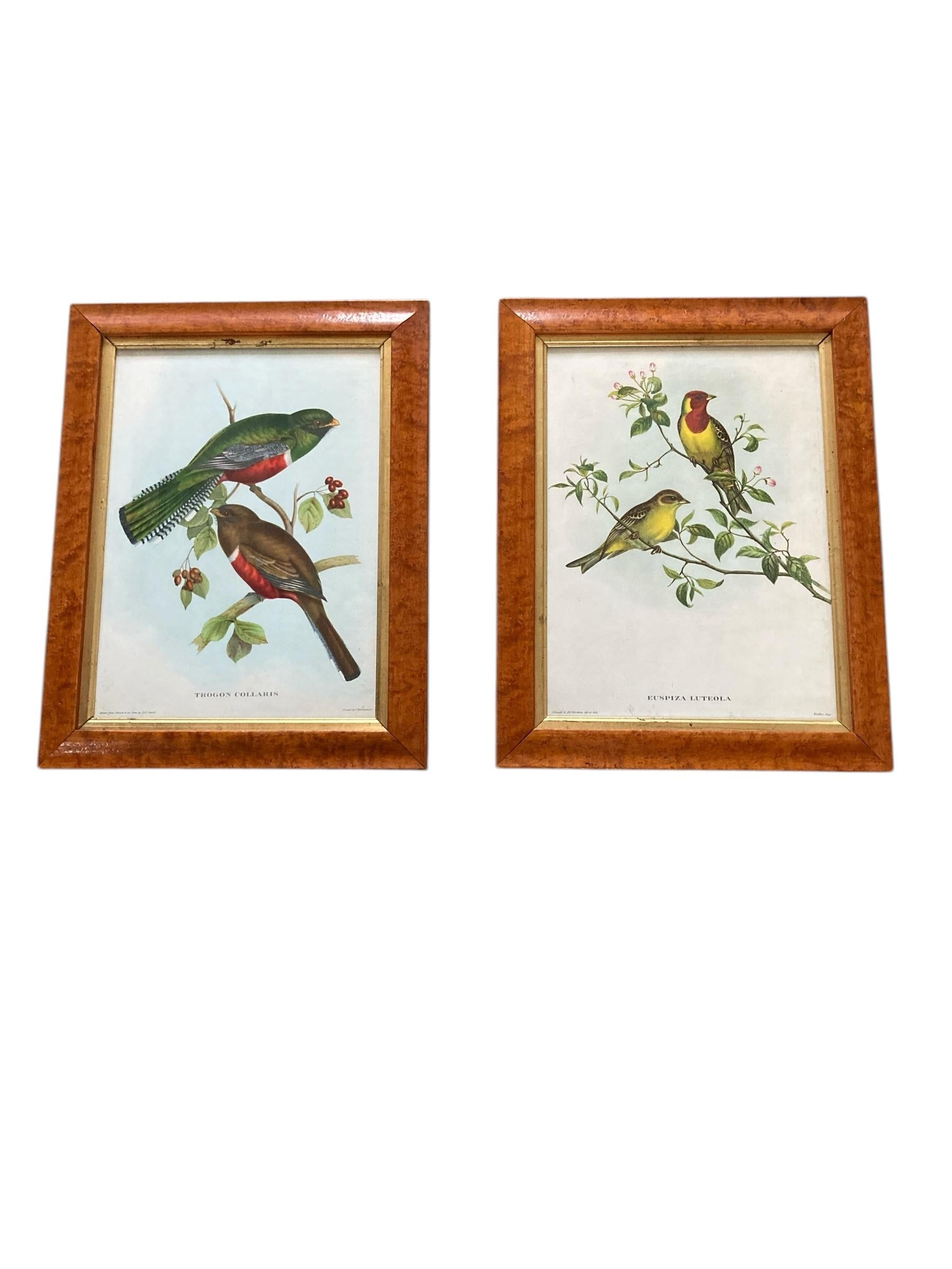 A set of two Bird Prints in a Walnut Frame Printed C Hall Mandel, 'Drawn from Na For Sale 2