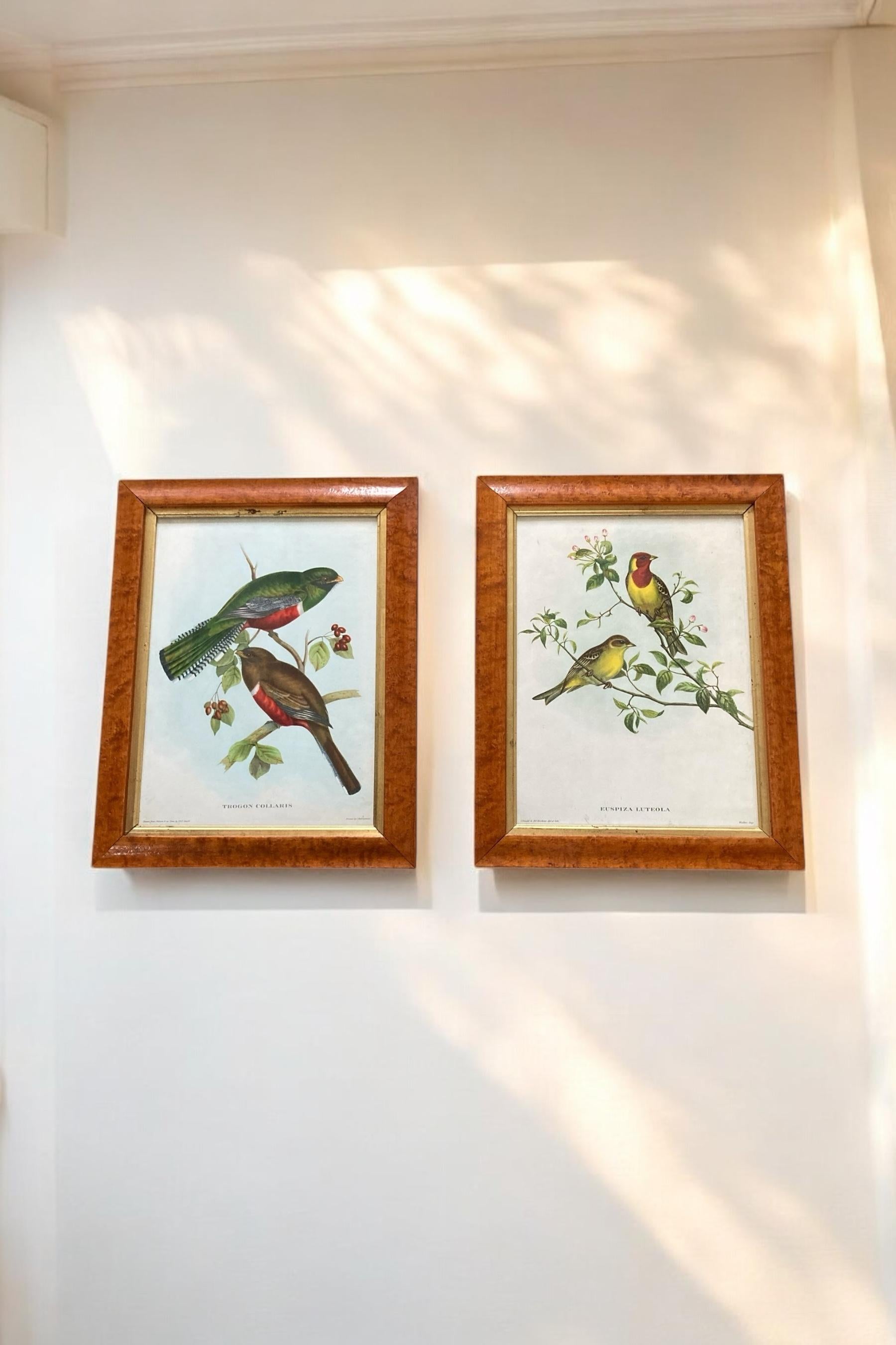 A set of two Bird Prints in a Walnut Frame Printed C Hall Mandel, 'Drawn from Na For Sale 3