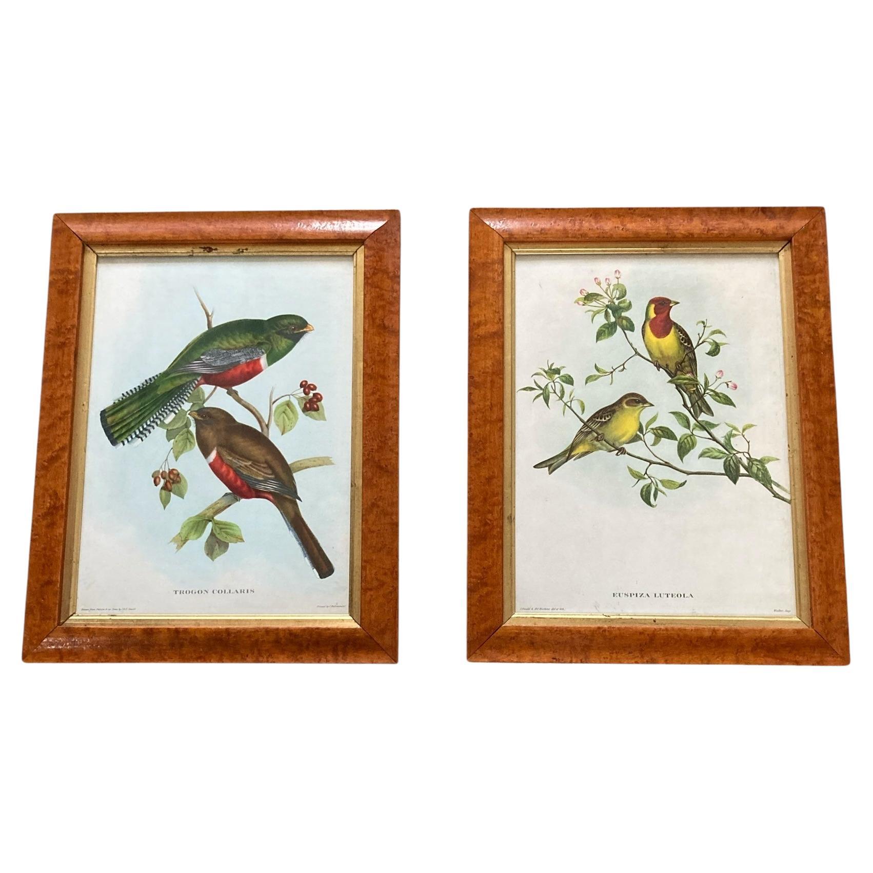 A set of two Bird Prints in a Walnut Frame Printed C Hall Mandel, 'Drawn from Na