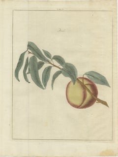 A Single Ripe Peach, Knoop's Persik, Dutch Fruit Engraving, 1790