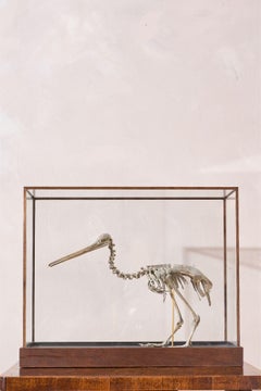 A Skeleton Cast of a New Zealand Kiwi bird
