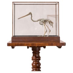 A Skeleton Cast of a New Zealand Kiwi bird
