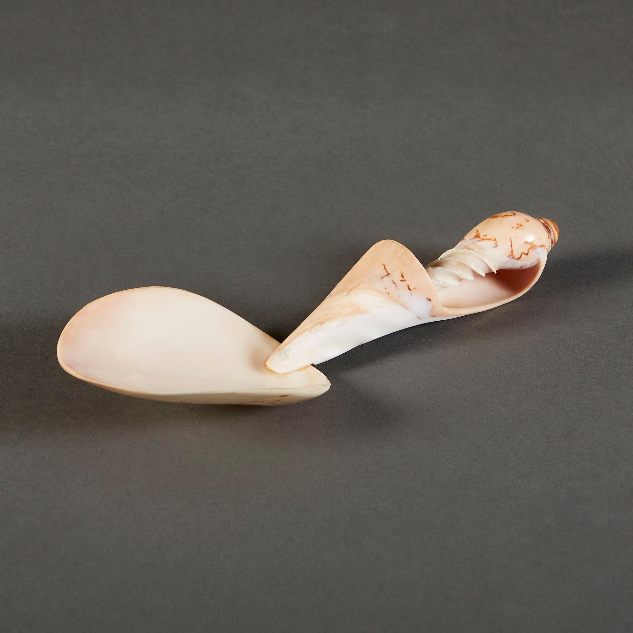 South Seas Shell Spoon For Sale 1