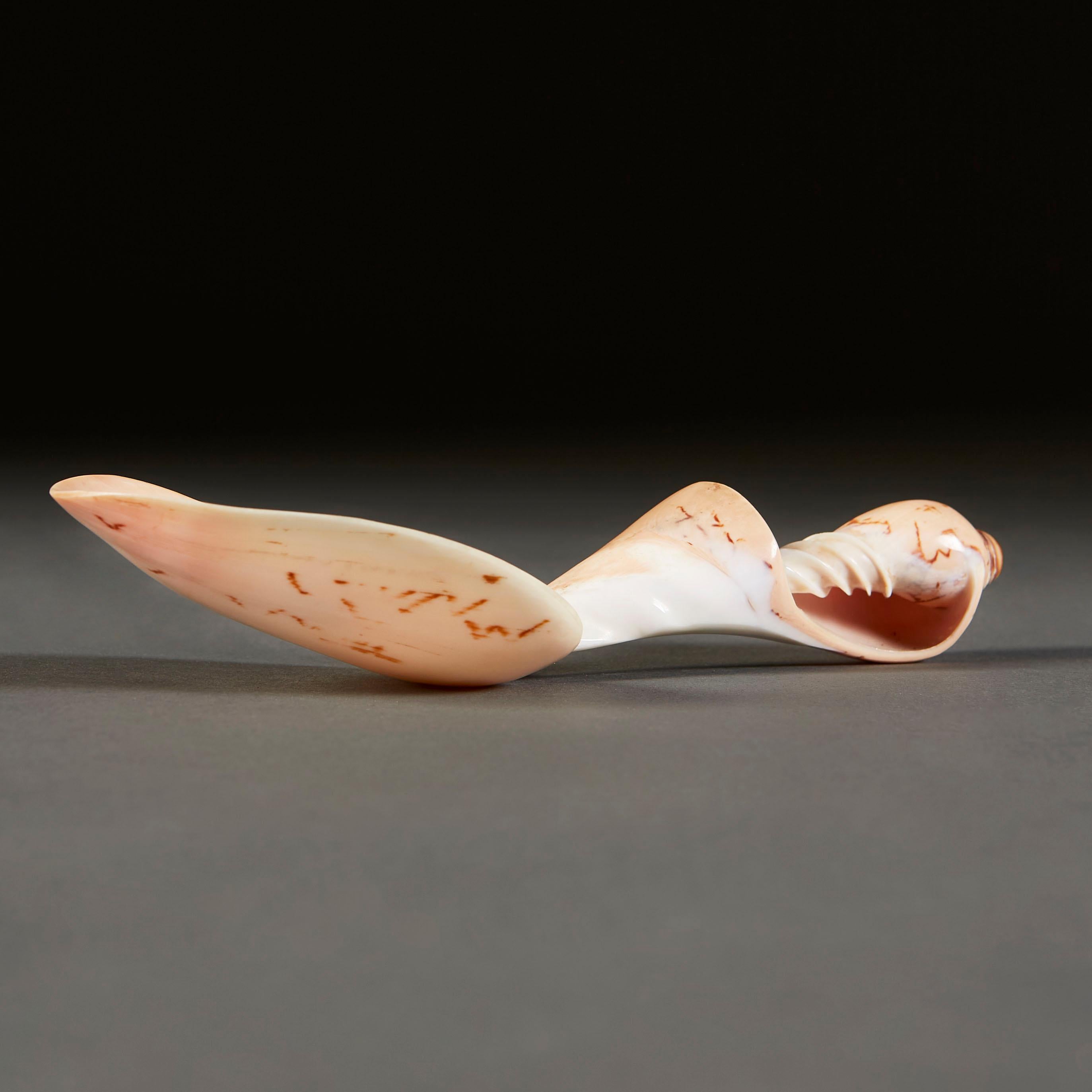 South Seas Shell Spoon For Sale 2