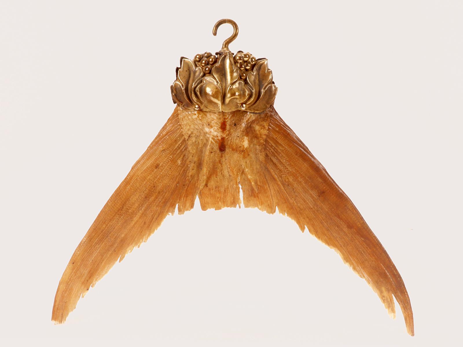 Ein Exemplar aus der Wunderkammer: der Schwanz eines Barrakudas (sphyraena barracuda). Ein Beispiel für ein natürliches Exemplar, das aufgehängt werden soll, ist der Schwanz eines Barrakudas (sphyraena barracuda). Diese ist auf ein ziseliertes