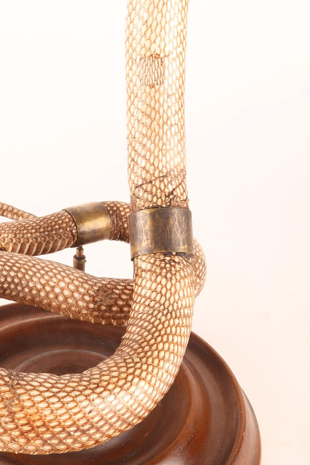 Spécimen de la taxidermie du serpent Hemachatus Hemachatus, Italie 1890. en vente 3