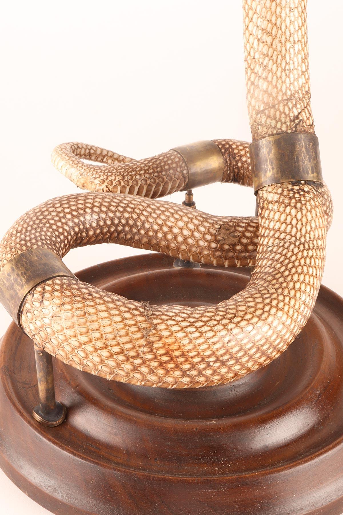 A specimen of Hemachatus hemachatus snake taxidermy, Italy 1890. For Sale 5