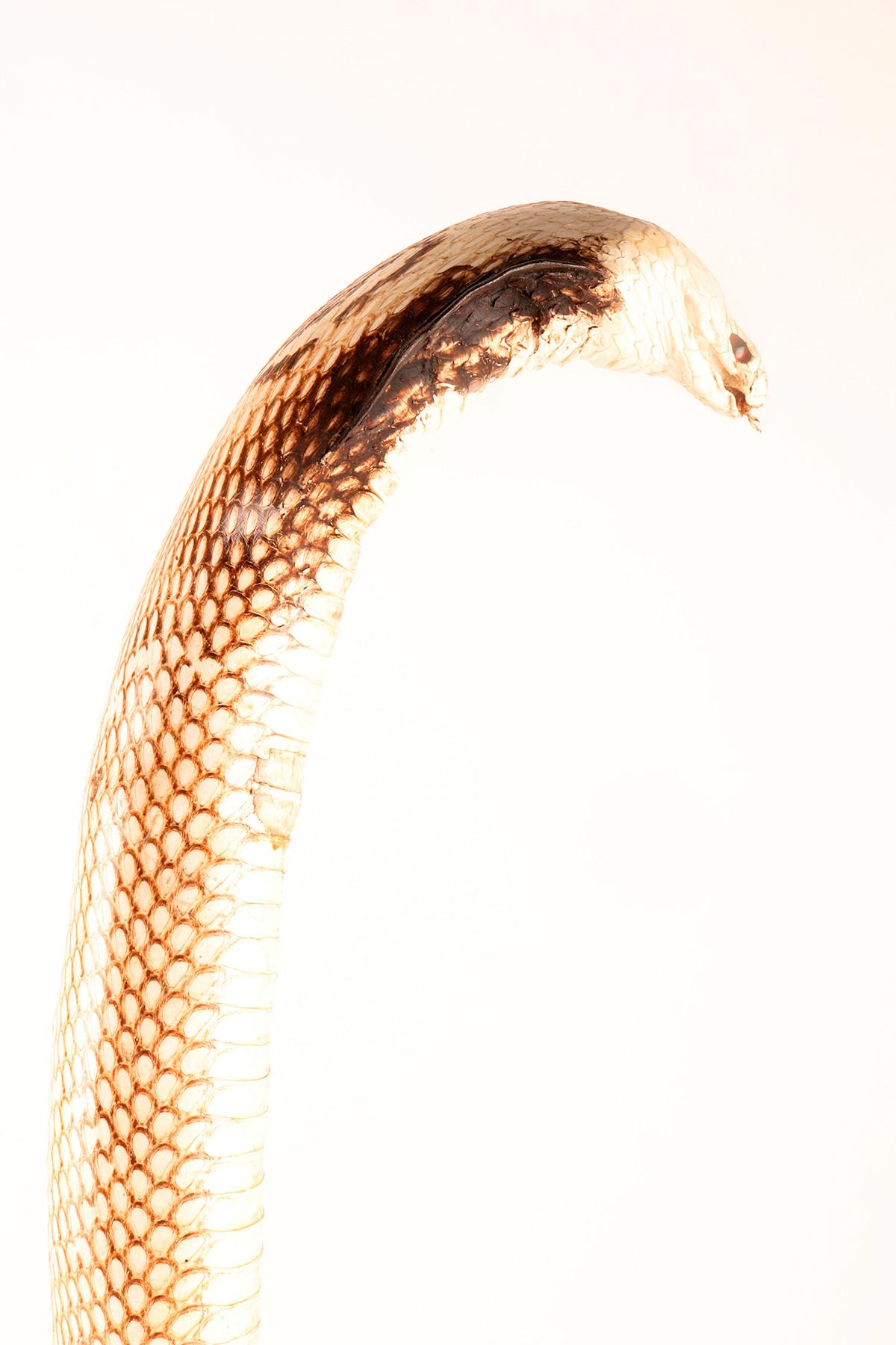 Spécimen de la taxidermie du serpent Hemachatus Hemachatus, Italie 1890. 6