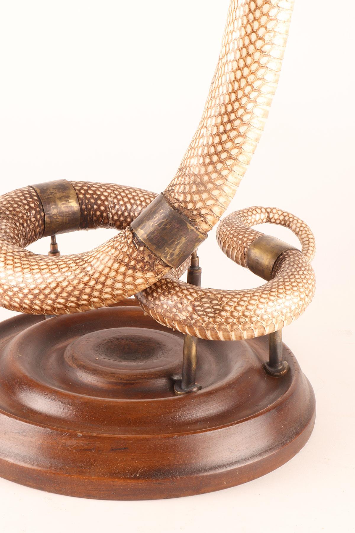 A specimen of Hemachatus hemachatus snake taxidermy, Italy 1890. For Sale 8