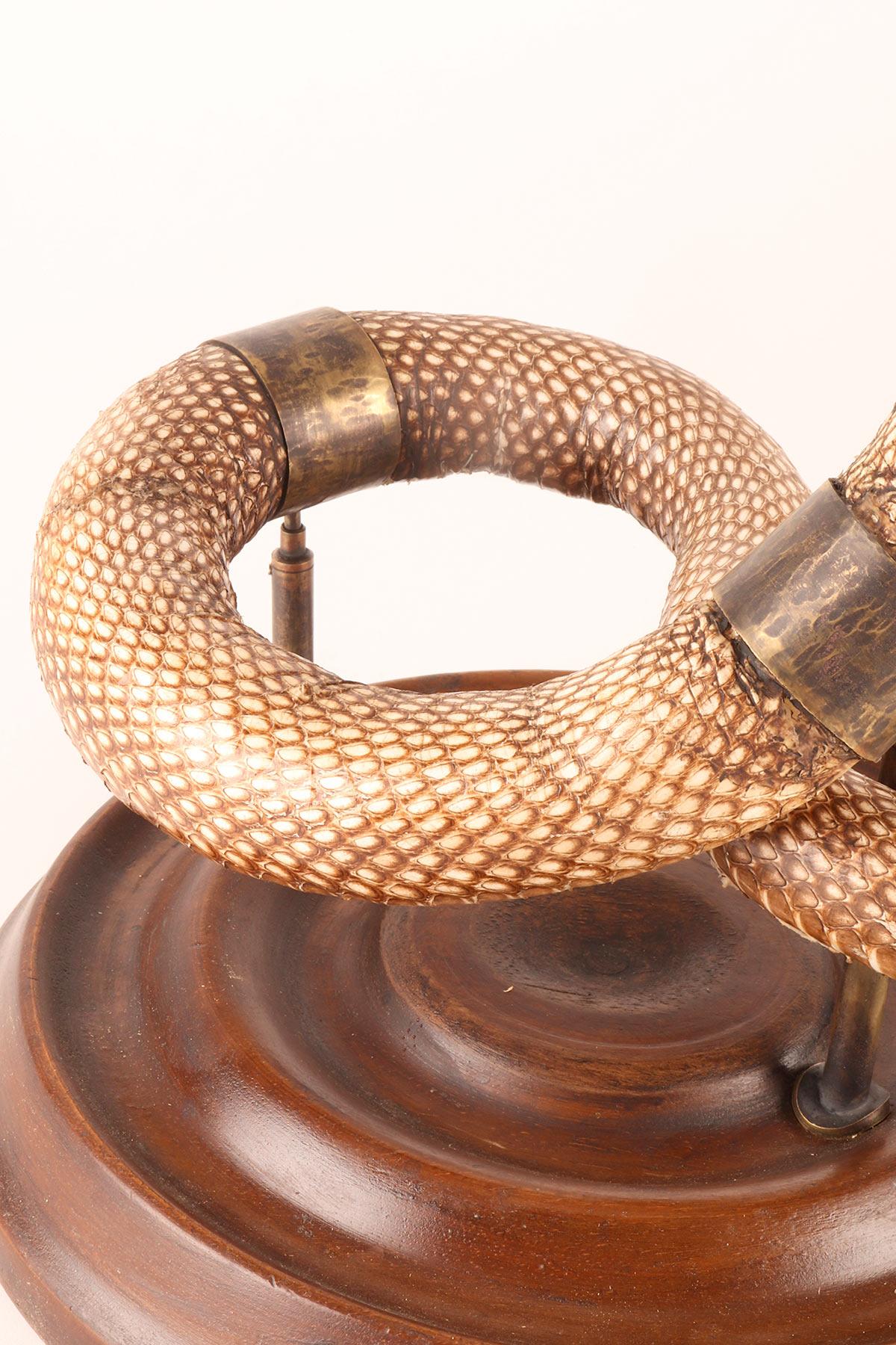 Spécimen de la taxidermie du serpent Hemachatus Hemachatus, Italie 1890. 8