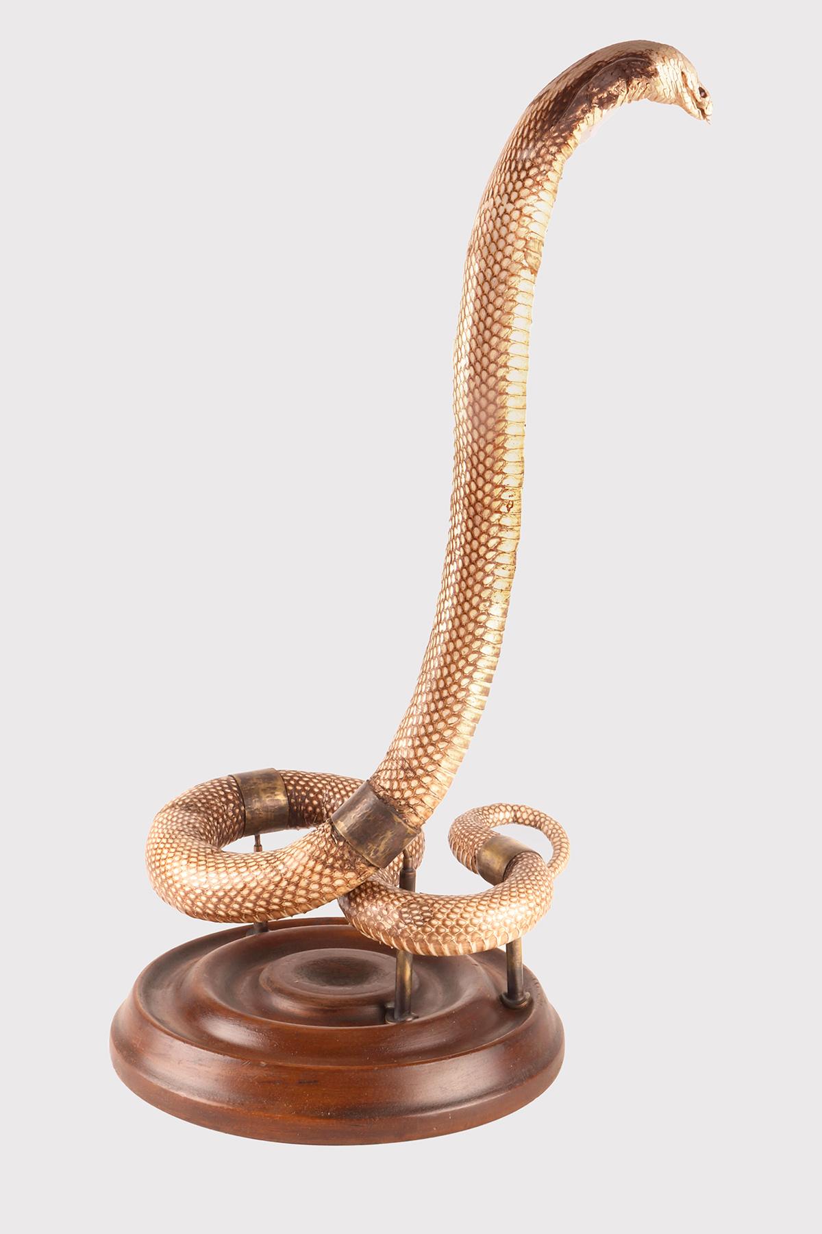 A taxidermy specimen of the Hemachatus hemachatus (Bonnaterre 1790) snake, a genus of snake in the Elapidae family, commonly known as the cobra. Speimen from Natural History laboratory in attack attitude. The specimen is fixed to a round hammerwood