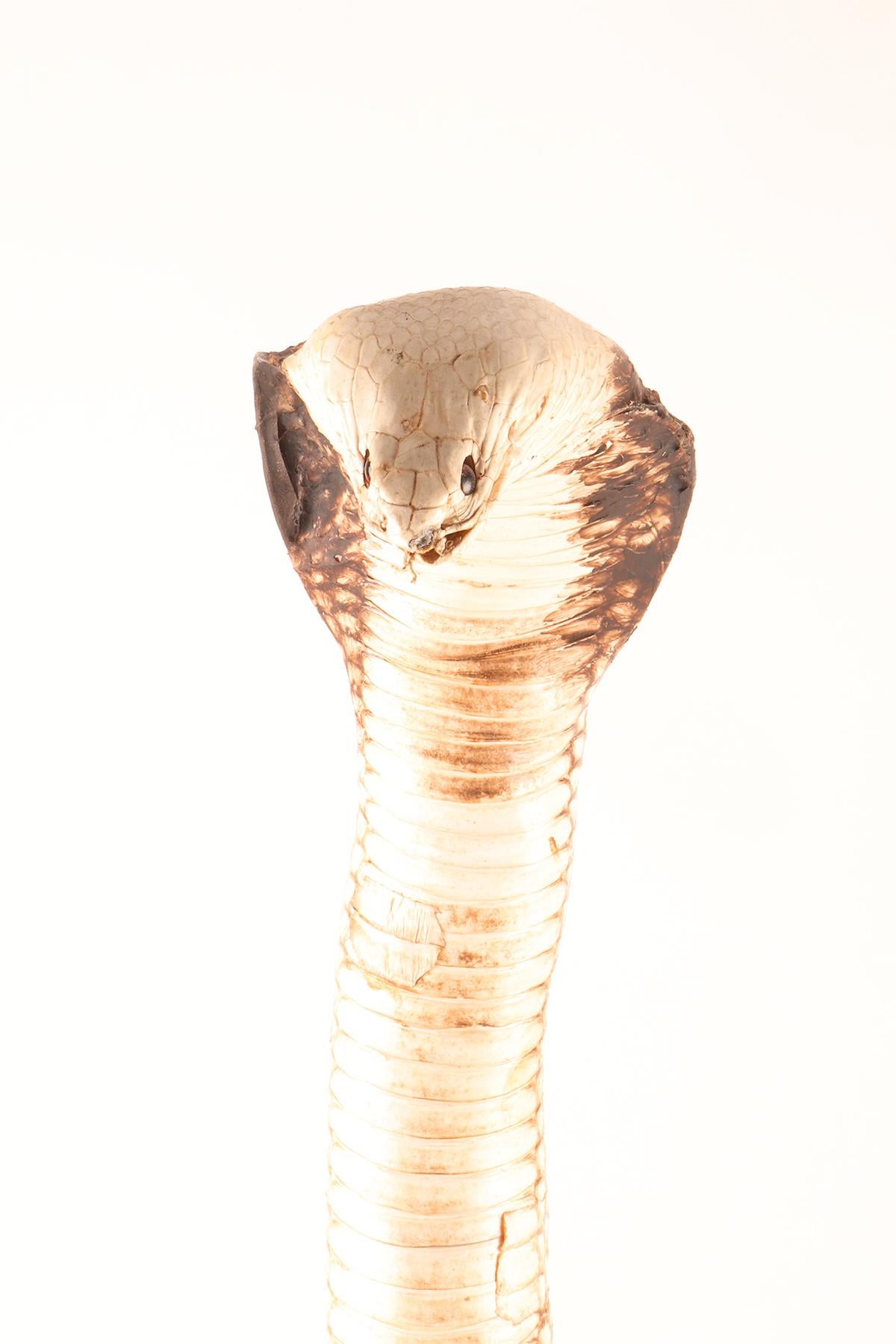 A specimen of Hemachatus hemachatus snake taxidermy, Italy 1890. In Good Condition For Sale In Milan, IT