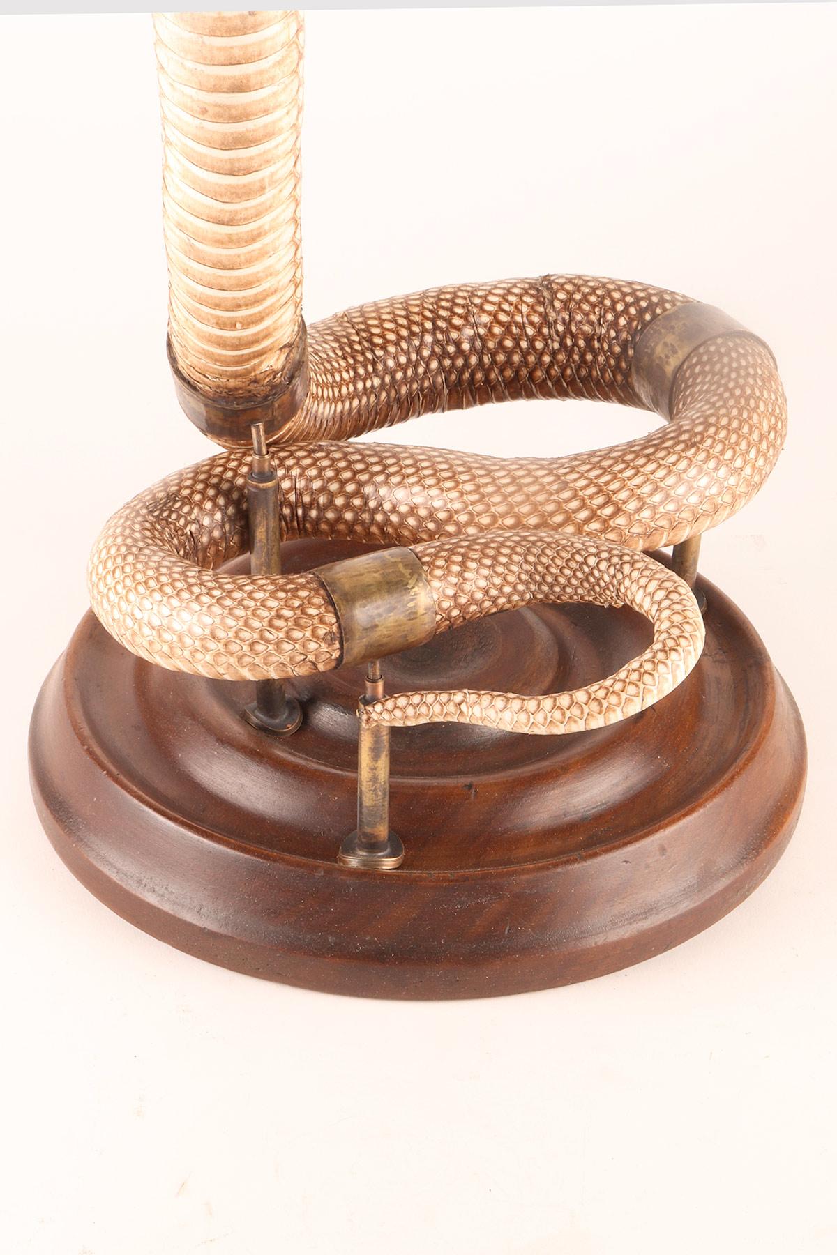 A specimen of Hemachatus hemachatus snake taxidermy, Italy 1890. In Good Condition For Sale In Milan, IT