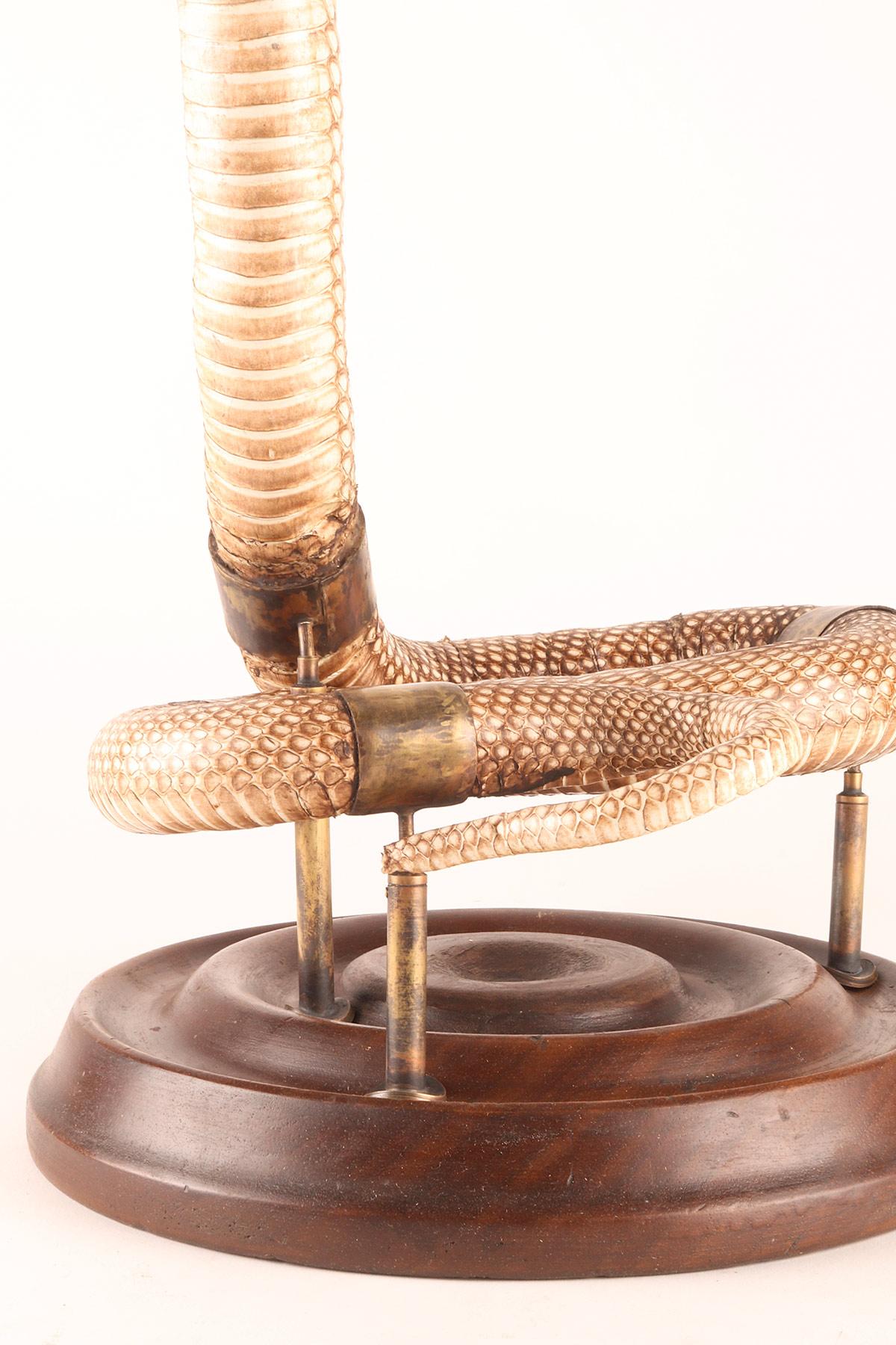 XIXe siècle Spécimen de la taxidermie du serpent Hemachatus Hemachatus, Italie 1890. en vente