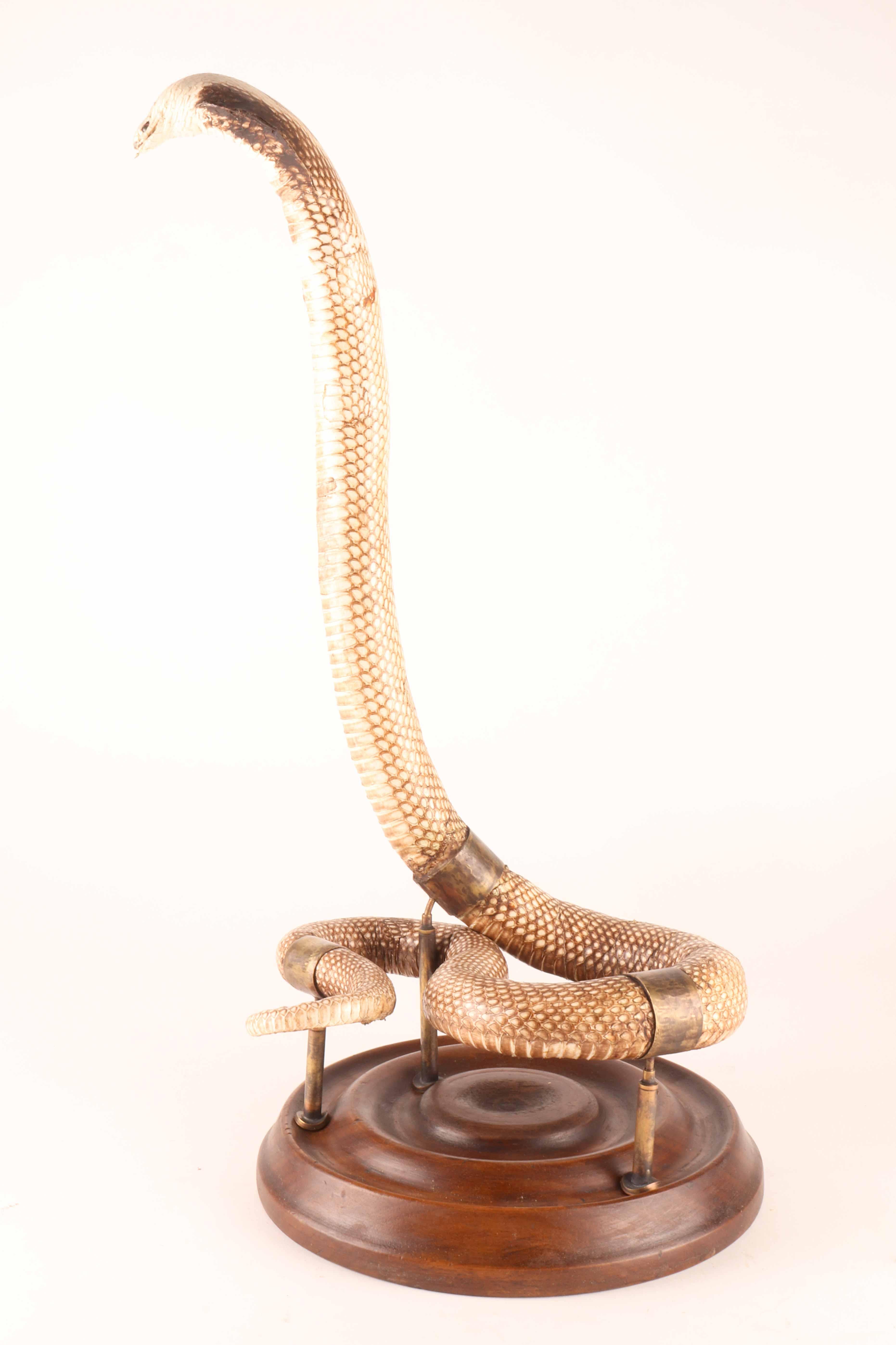 Laiton Spécimen de la taxidermie du serpent Hemachatus Hemachatus, Italie 1890. en vente