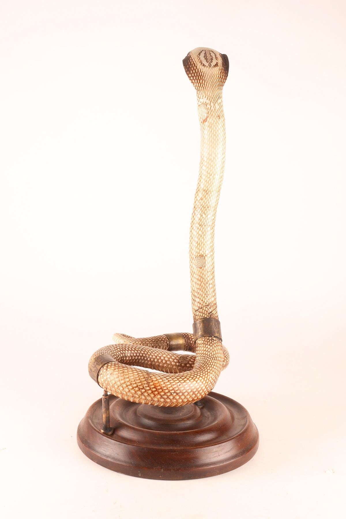 A specimen of Hemachatus hemachatus snake taxidermy, Italy 1890. For Sale 1