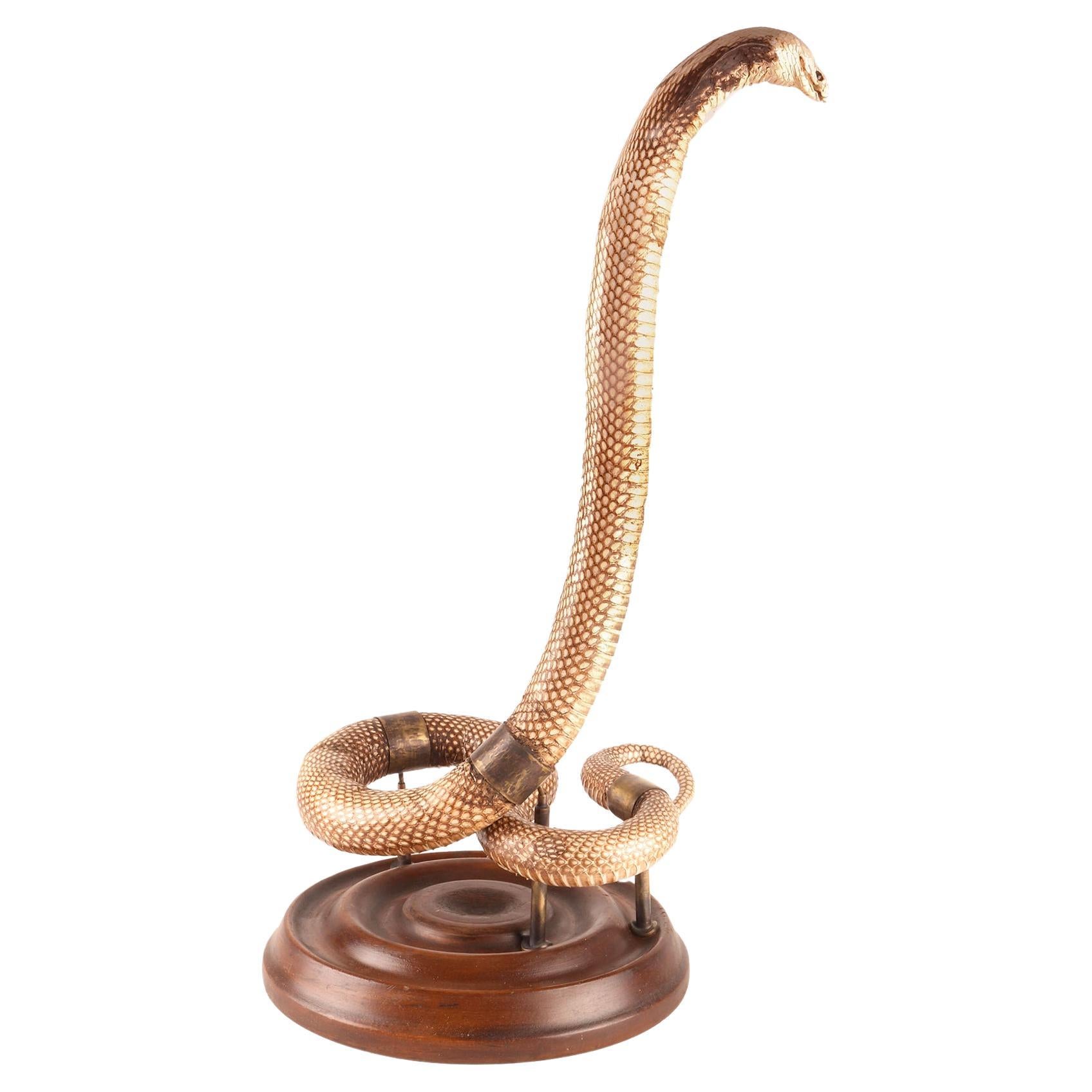 Ein Exemplar der Hemachatus-Saphirhaut-Slangen taxidermie, Italien 1890.