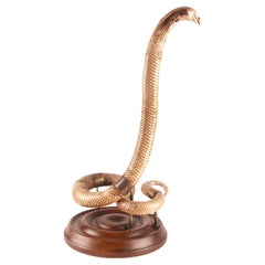 Antique A specimen of Hemachatus hemachatus snake taxidermy, Italy 1890.