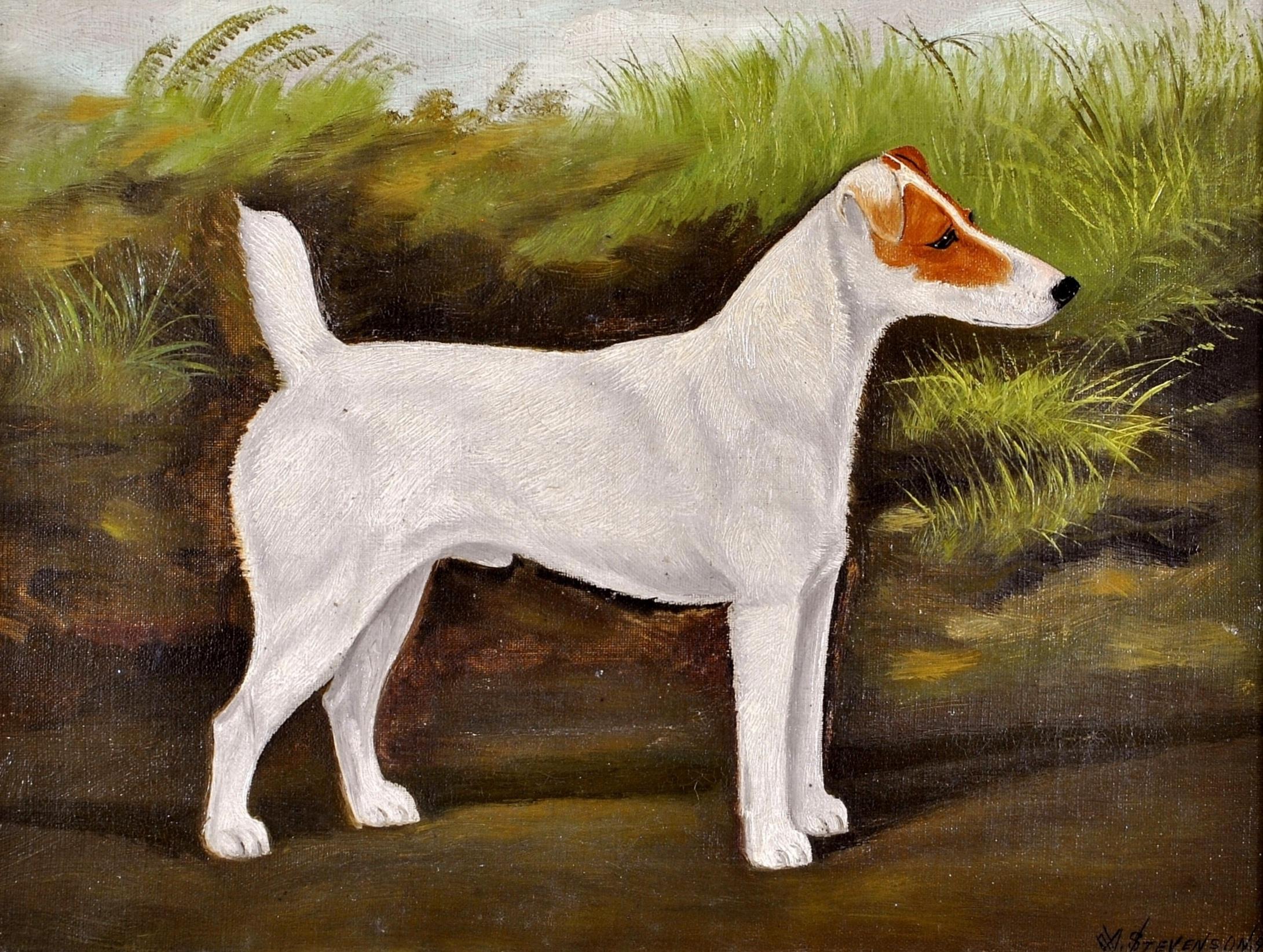 A beautiful signed and dated 1896 oil on canvas portrait of a white terrier in a landscape, by A. Stevenson. 

Excellent quality and condition example of the work of this accomplished painter of dogs, and the occasional horse, who was active in the