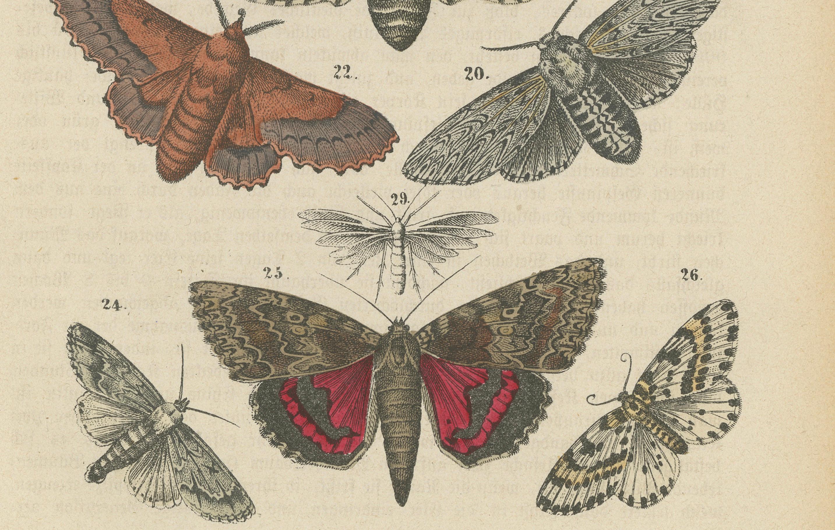 Eine handkolorierte Illustration verschiedener Insektenarten, entstanden um 1866. 

Der Druck ist möglicherweise Teil einer Veröffentlichung von W. G. Sebald, einem bekannten deutschen Schriftsteller, der auch als Max Sebald bekannt ist. Er war ein