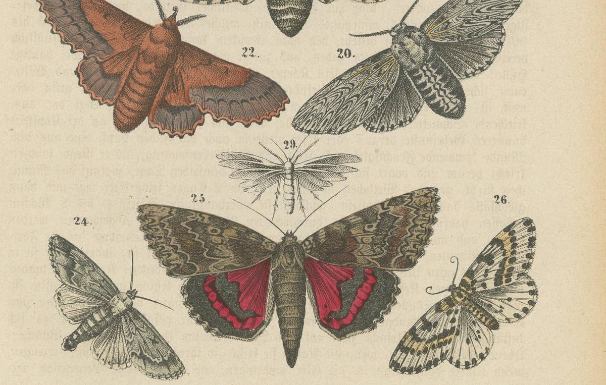 A Study in Wings: Hand-Colored Lepidoptera of the 19th Century, c.1895