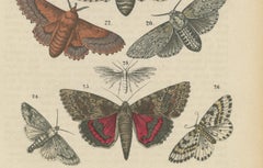 A Study in Wings: Hand-Colored Lepidoptera of the 19th Century, c.1895
