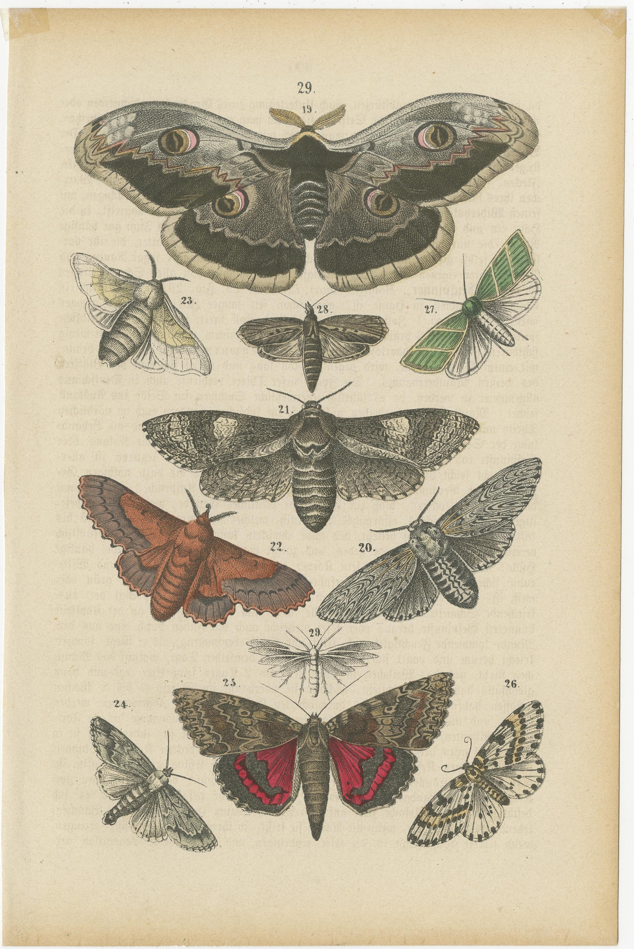 Eine Studie in Flügeln: Handkoloriertepidoptera aus der Mitte des 19. Jahrhunderts im Zustand „Relativ gut“ im Angebot in Langweer, NL