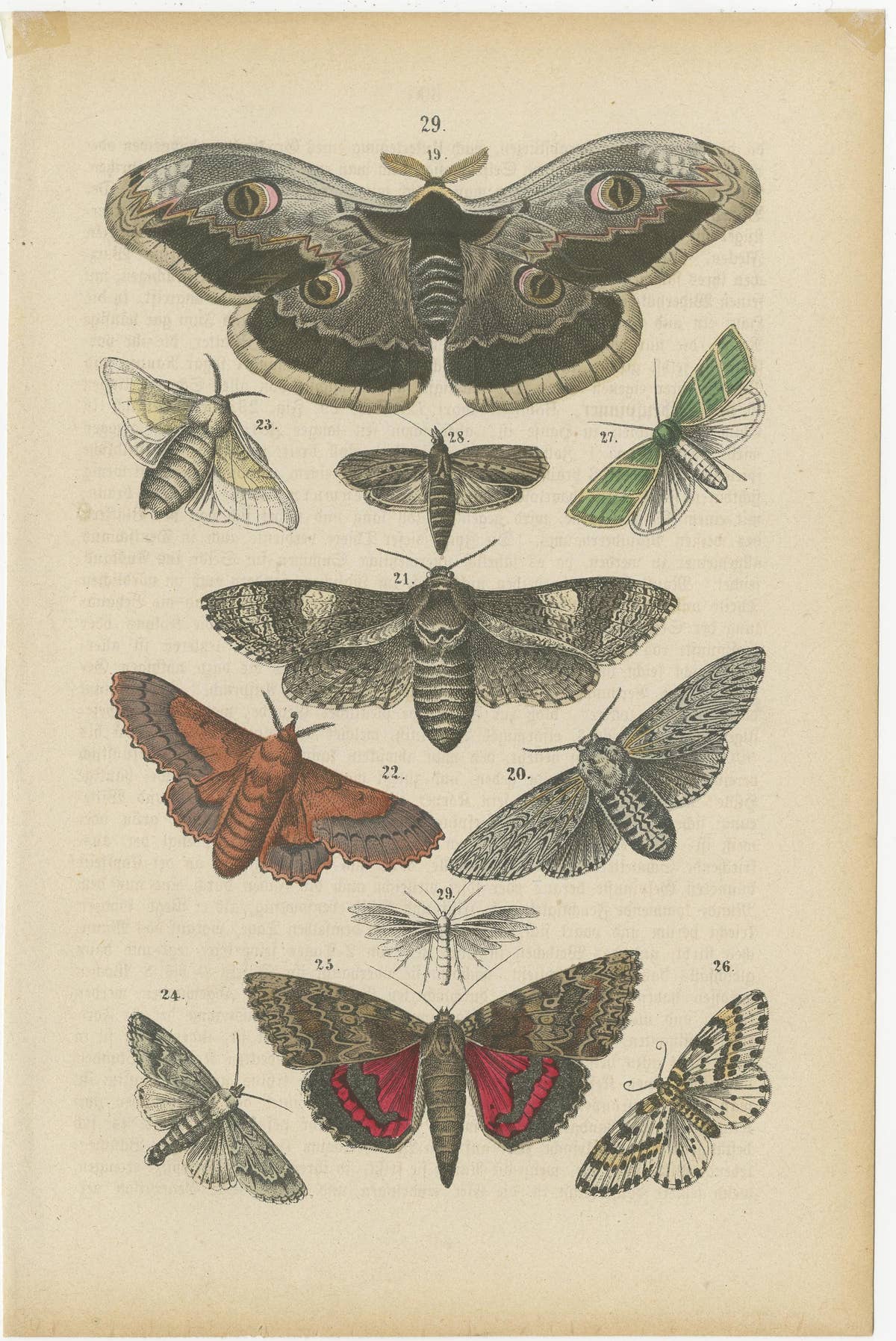 A Study in Wings: Hand-Colored Lepidoptera of the 19th Century, c.1895