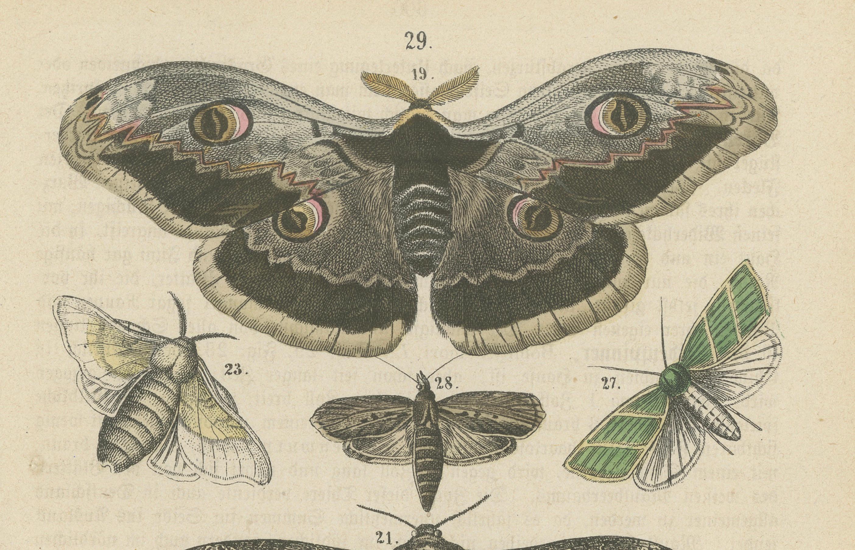 Eine Studie in Flügeln: Handkoloriertepidoptera aus der Mitte des 19. Jahrhunderts (Papier) im Angebot