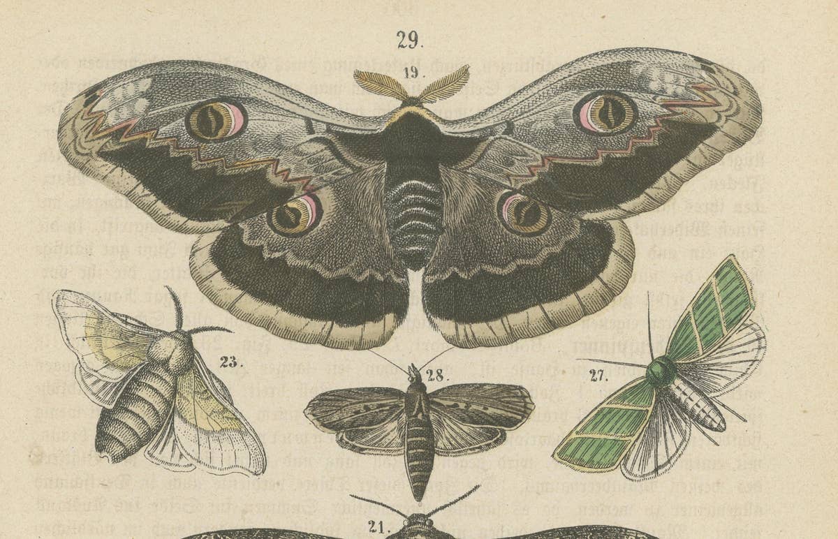 A Study in Wings: Hand-Colored Lepidoptera of the 19th Century, c.1895