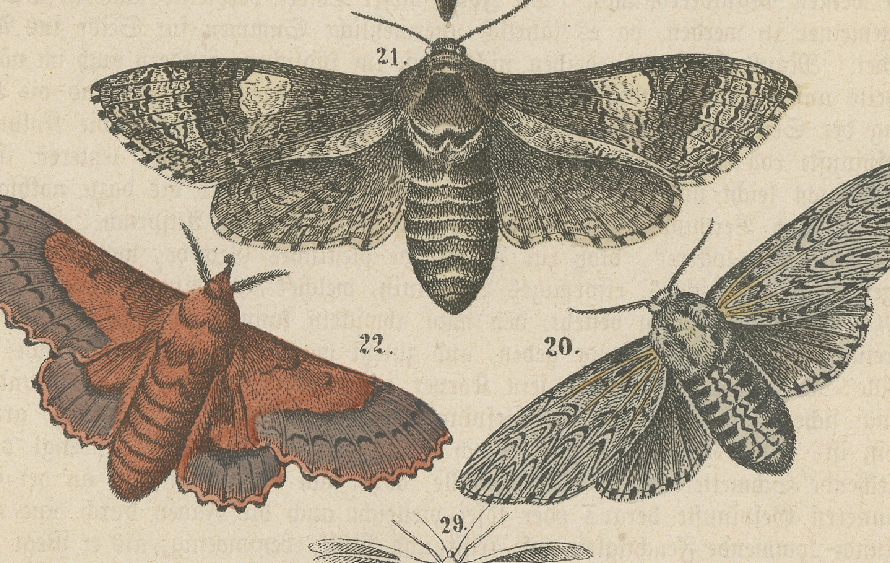 Eine Studie in Flügeln: Handkoloriertepidoptera aus der Mitte des 19. Jahrhunderts im Angebot 1