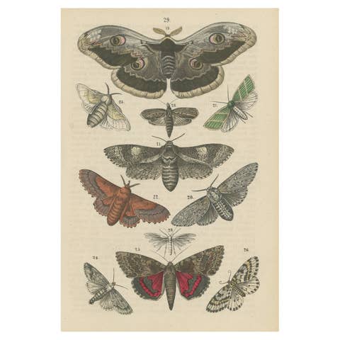 A Study in Wings: Hand-Colored Lepidoptera of the 19th Century, c.1895