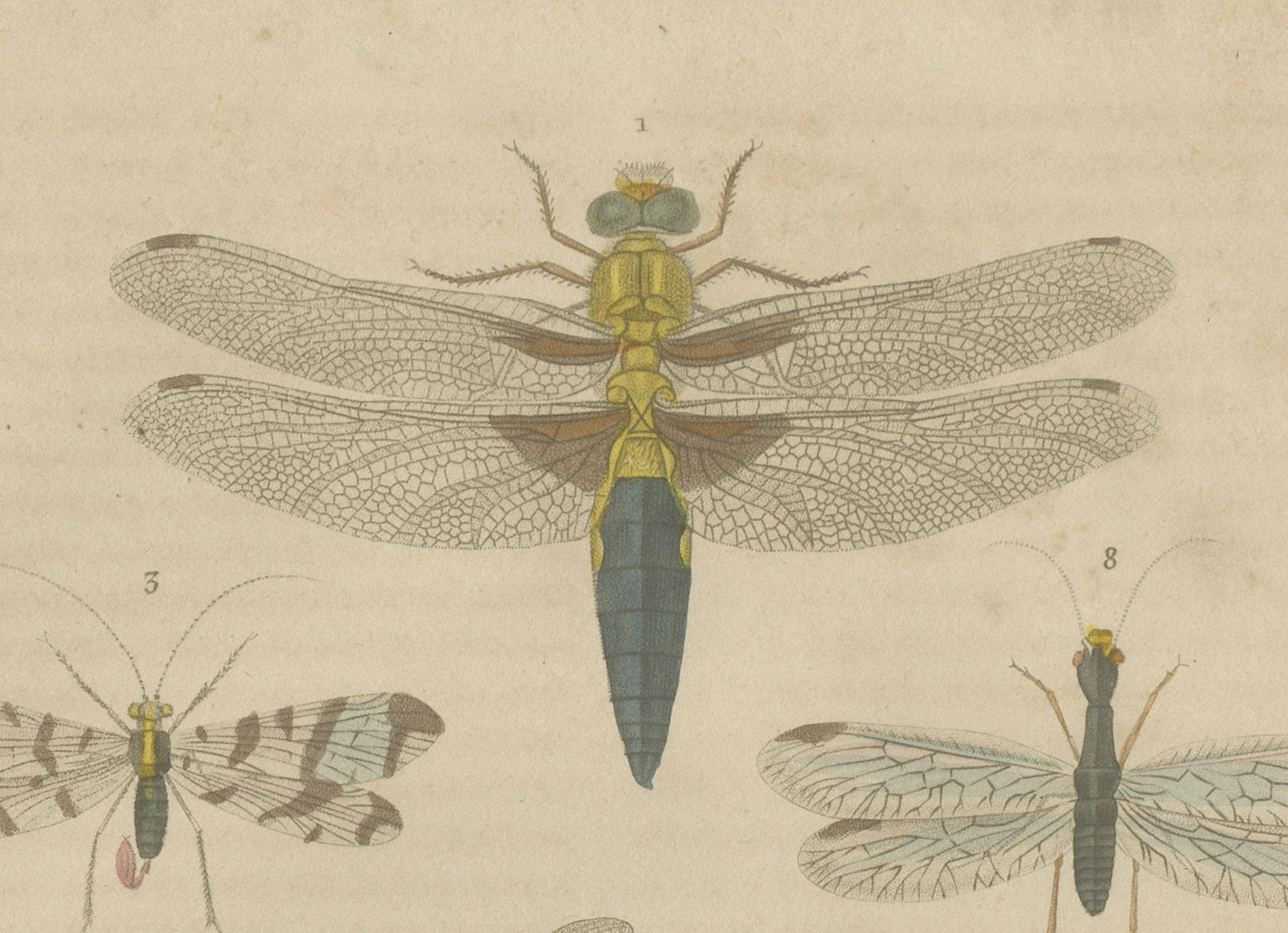 Cette estampe ancienne originale colorée à la main montre une variété d'insectes volants, que l'on trouve couramment dans les ouvrages de référence entomologiques. Chaque insecte est étiqueté par un numéro et les noms correspondants sont indiqués au