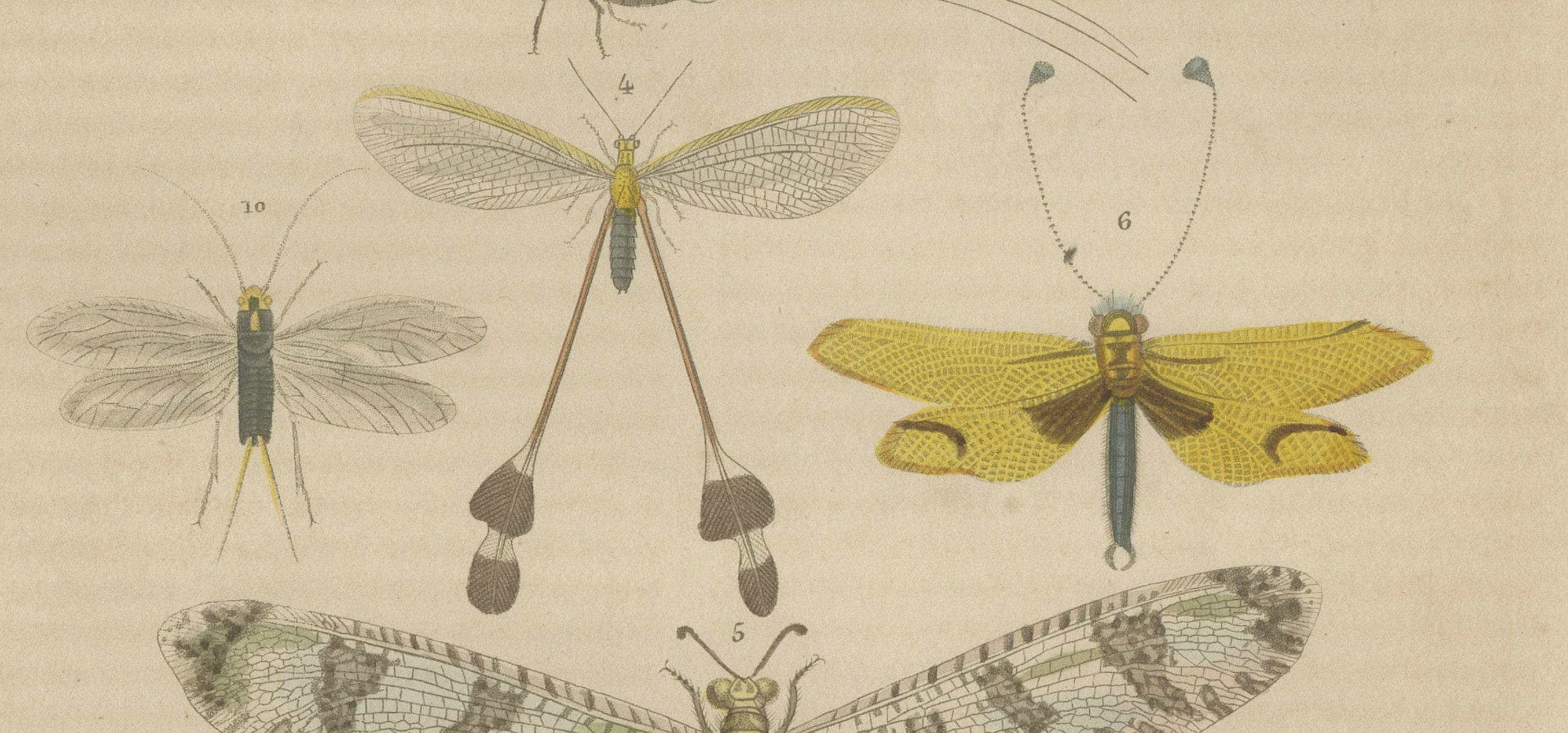 Gravé Une étude des singes ailés : une collection entomologique du 18e siècle en vente