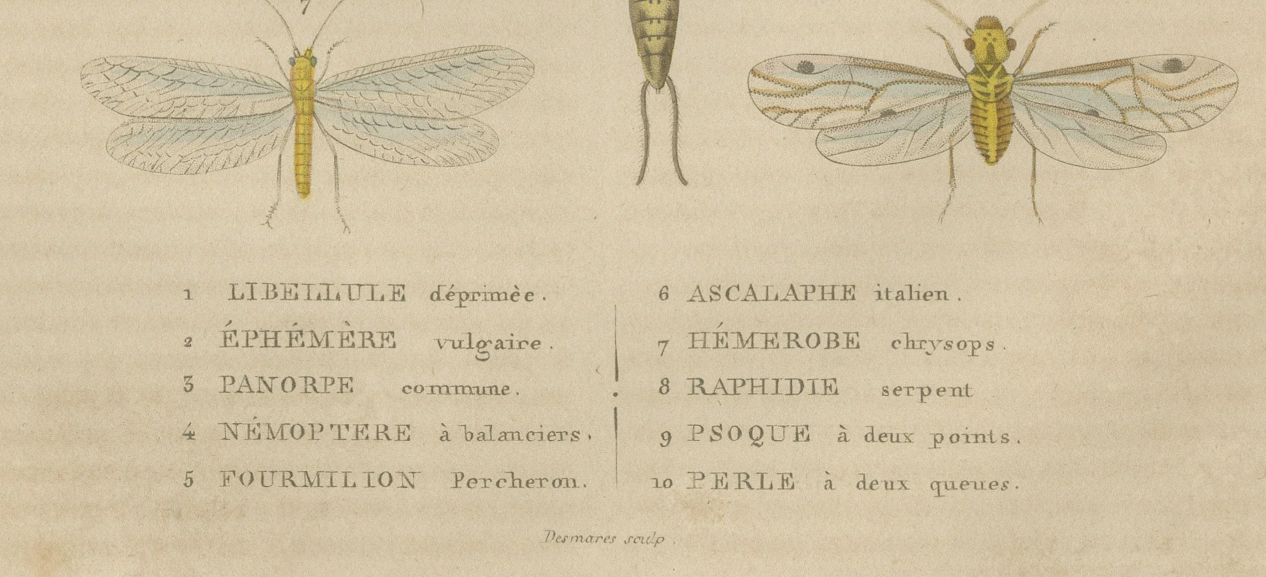 Milieu du XIXe siècle Une étude des singes ailés : une collection entomologique du 18e siècle en vente