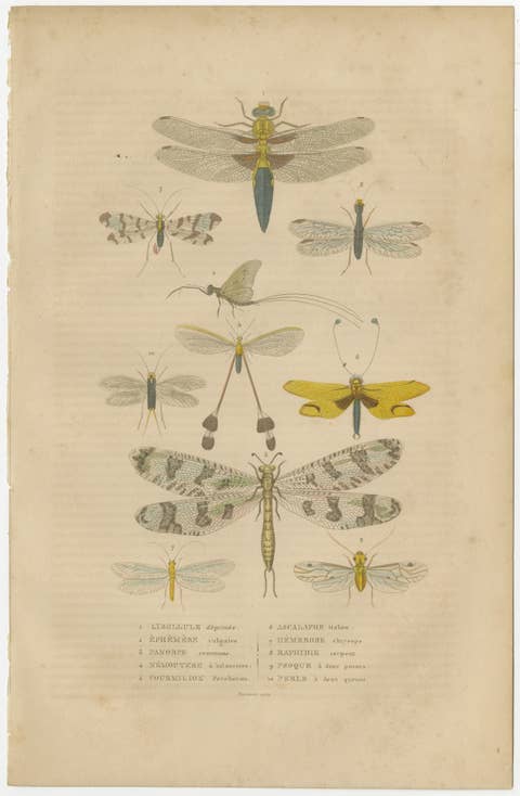 A Study of Winged Insects: An Entomological Collection from the 18th Century