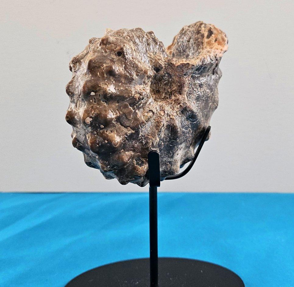 A Stunning Knobby Ammonite Fossil Specimen, About 93 Million Years Old For Sale 2