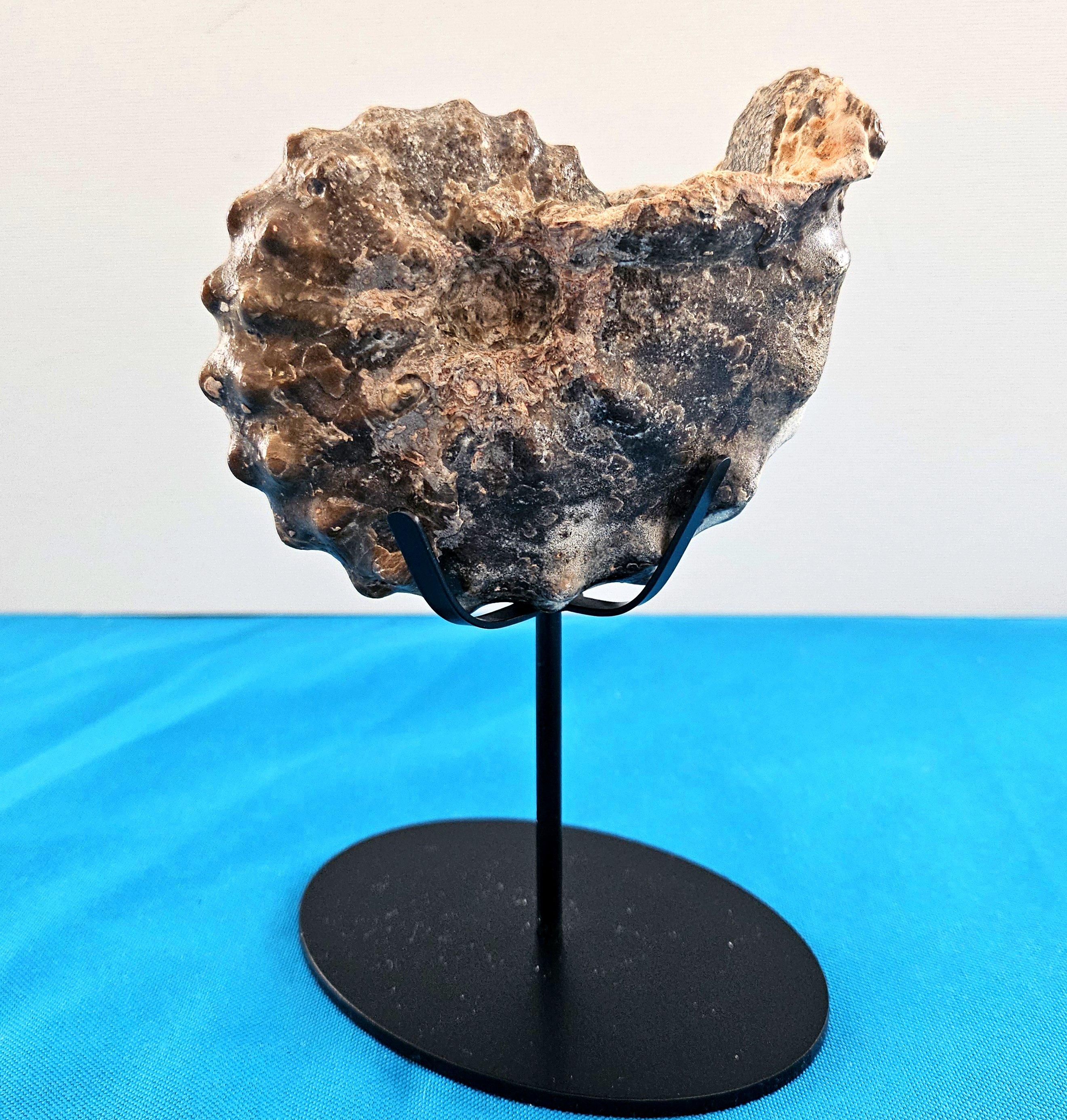 A Stunning Knobby Ammonite Fossil Specimen, About 93 Million Years Old For Sale 3