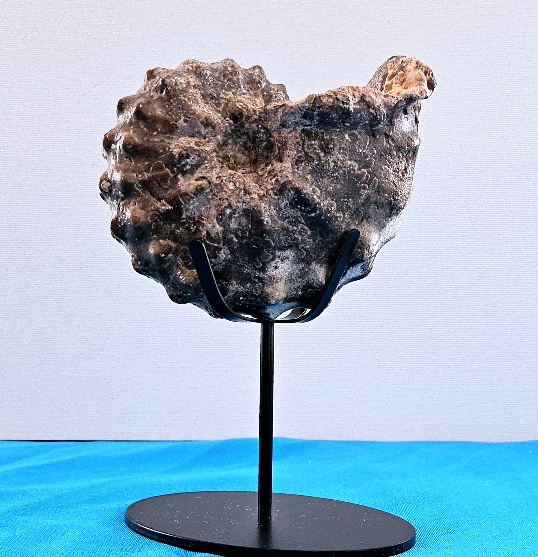 A Stunning Knobby Ammonite Fossil Specimen, About 93 Million Years Old For Sale 4