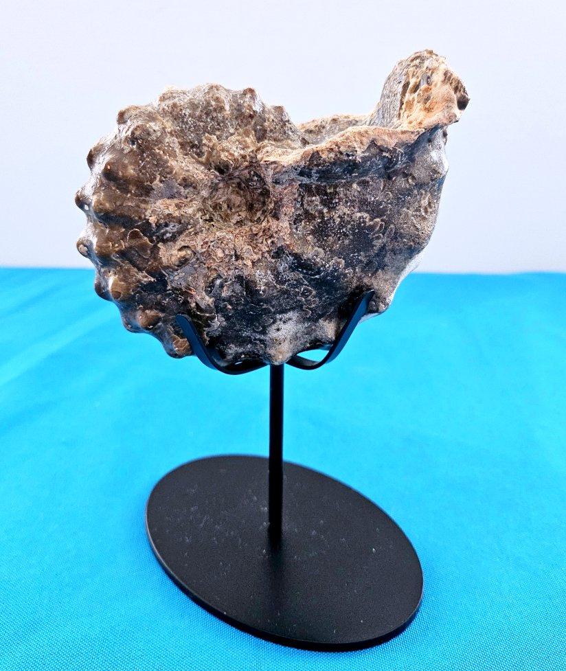 A Stunning Knobby Ammonite Fossil Specimen, About 93 Million Years Old For Sale 5