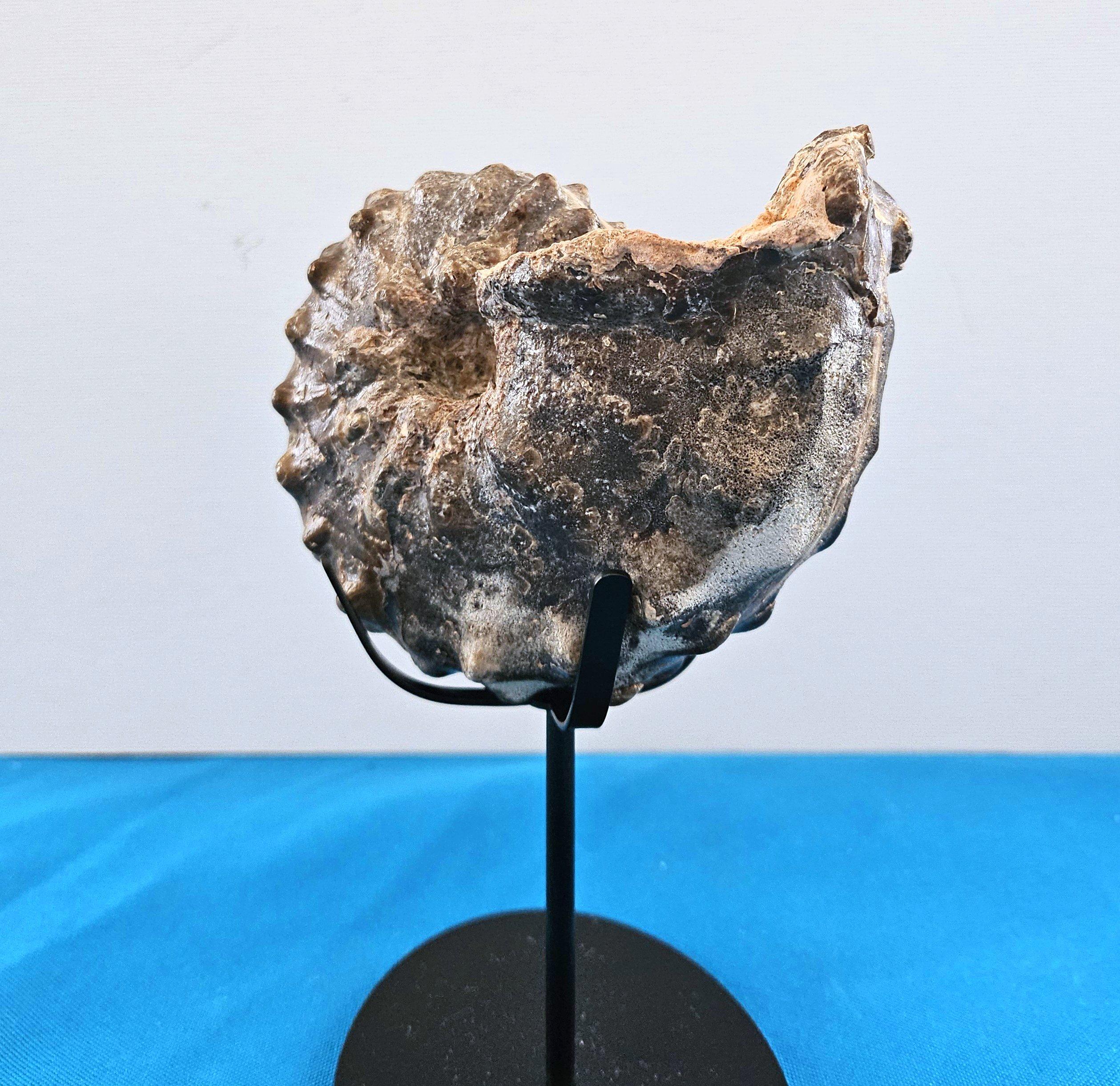 A Stunning Knobby Ammonite Fossil Specimen, About 93 Million Years Old For Sale 6