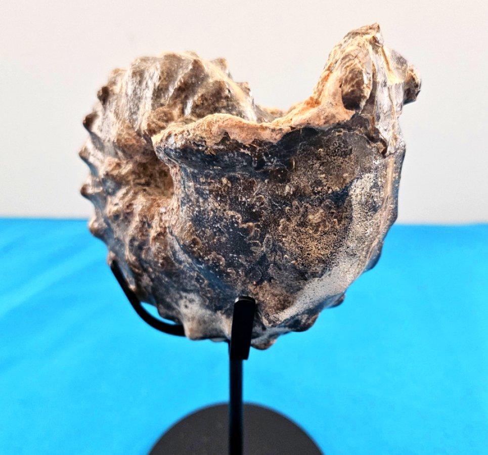 A Stunning Knobby Ammonite Fossil Specimen, About 93 Million Years Old For Sale 7