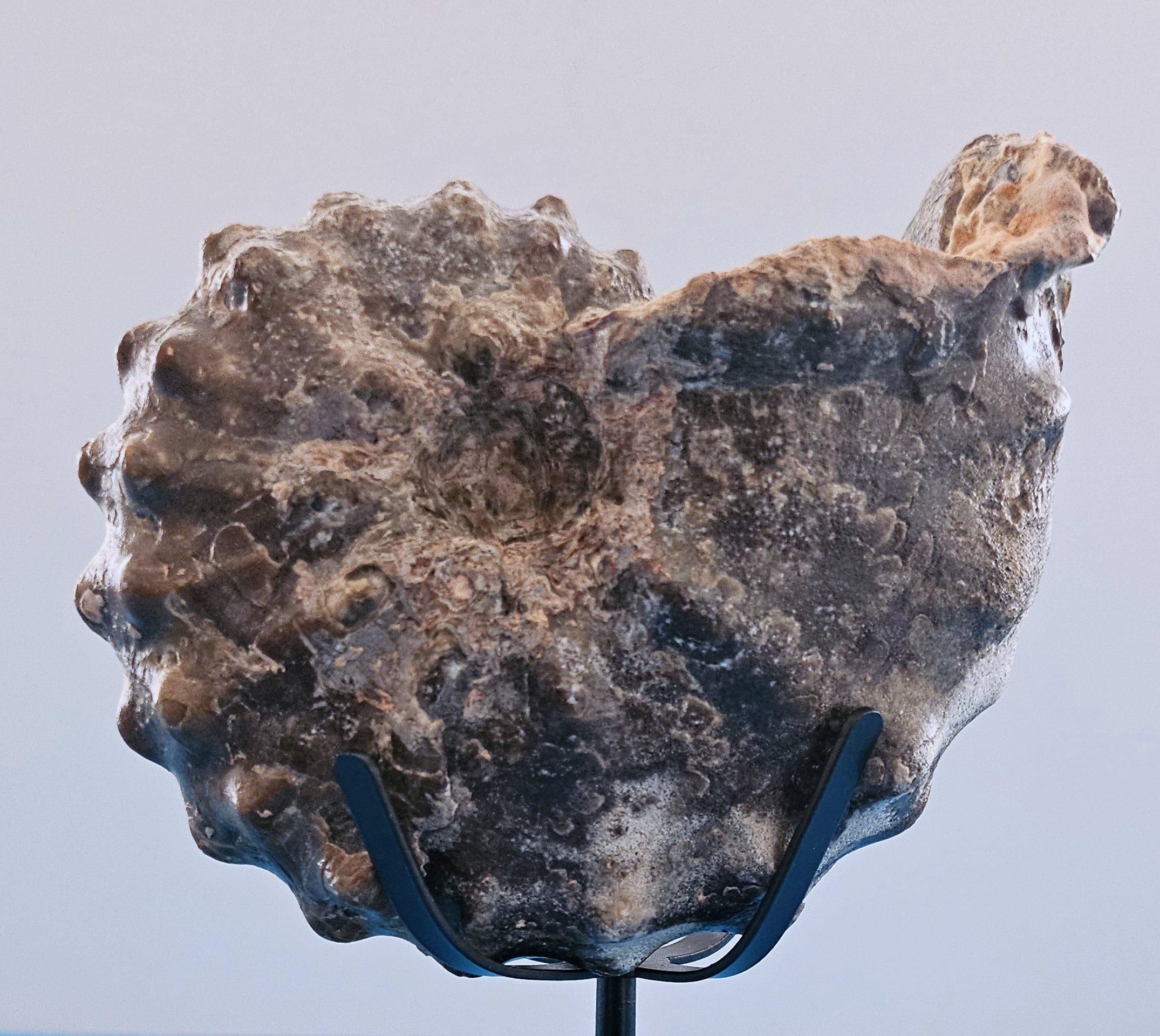 A Stunning Knobby Ammonite Fossil Specimen, About 93 Million Years Old For Sale 8