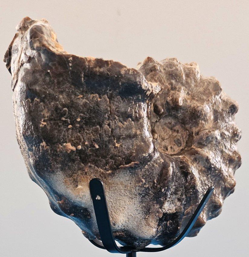 A Stunning Knobby Ammonite Fossil Specimen, About 93 Million Years Old For Sale 9