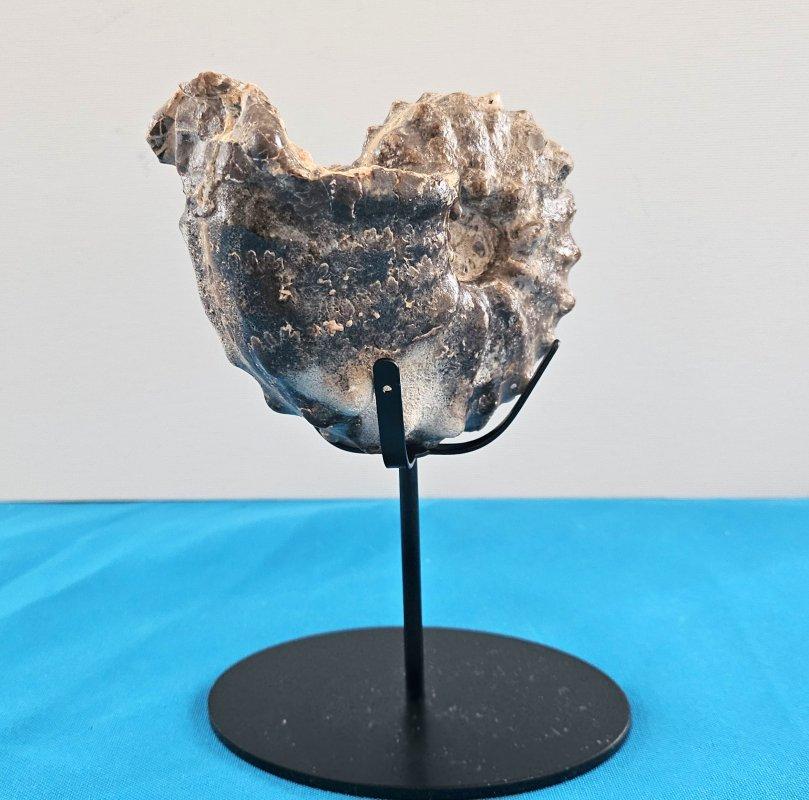 A Stunning Knobby Ammonite Fossil Specimen, About 93 Million Years Old For Sale 10
