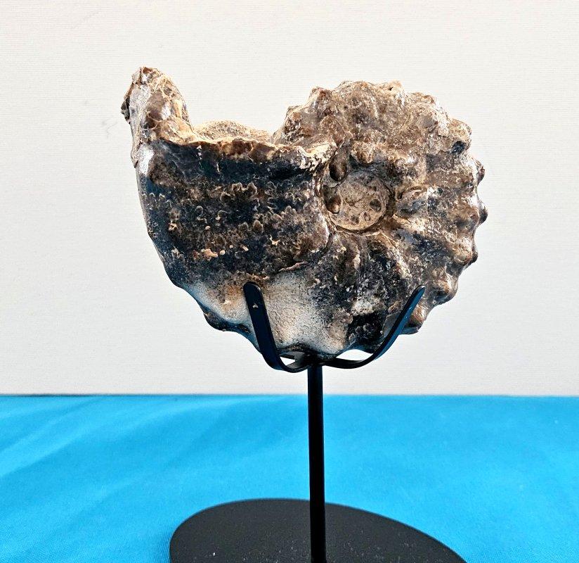 A Stunning Knobby Ammonite Fossil Specimen, About 93 Million Years Old For Sale 11