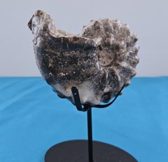 Uno straordinario esemplare fossile di ammonite nodosa, risalente a circa 93 milioni di anni fa