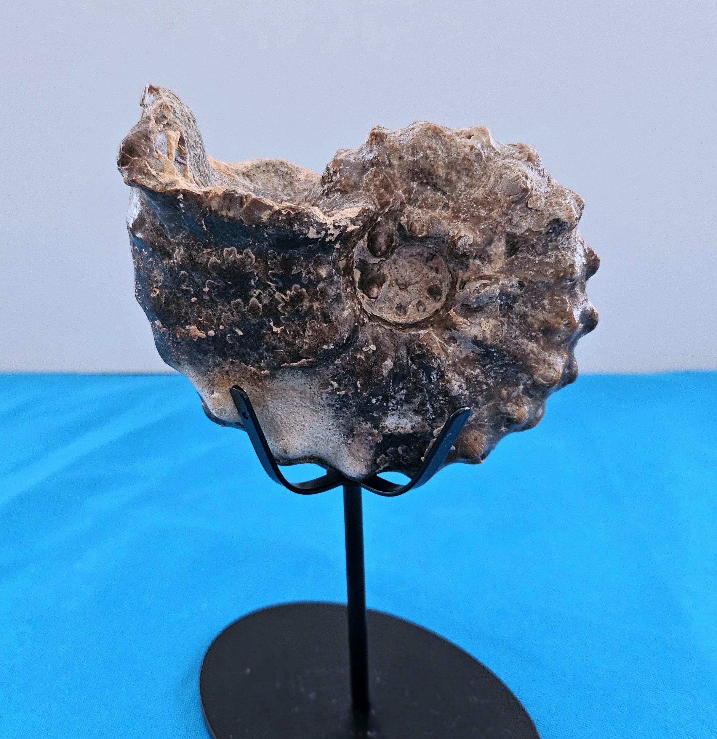 Organic Modern A Stunning Knobby Ammonite Fossil Specimen, About 93 Million Years Old For Sale