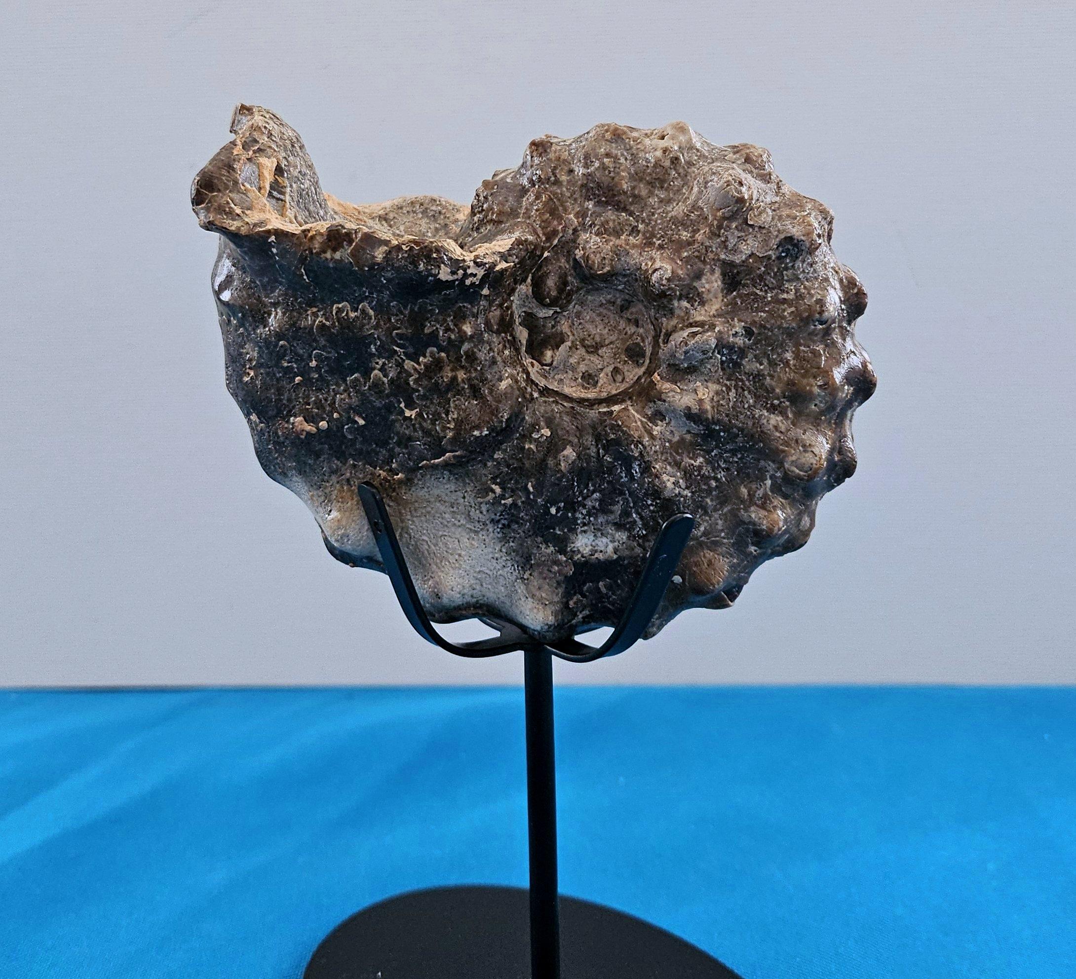 American A Stunning Knobby Ammonite Fossil Specimen, About 93 Million Years Old For Sale