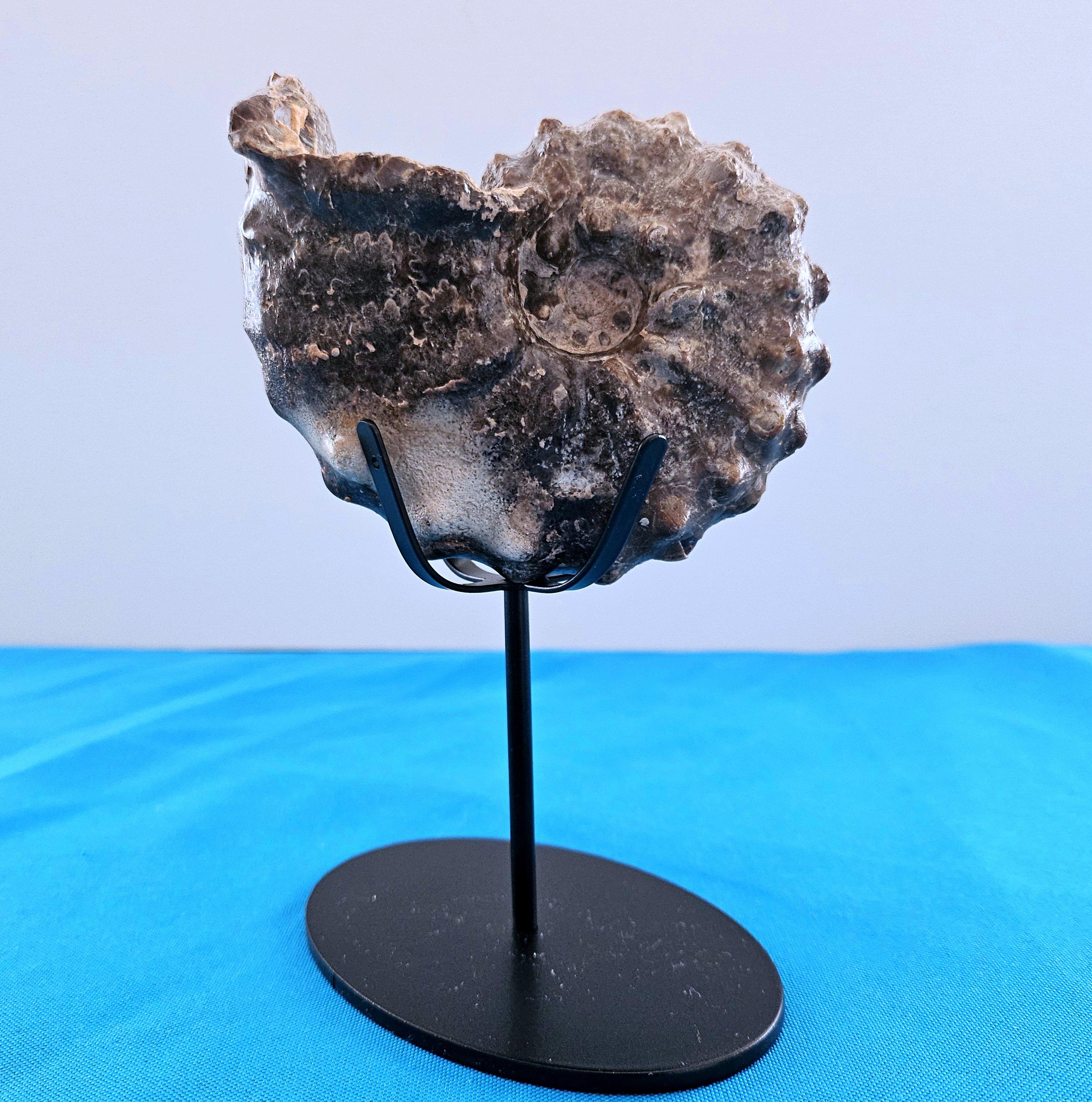 Other A Stunning Knobby Ammonite Fossil Specimen, About 93 Million Years Old For Sale